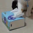 马先越