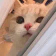 Helenccz